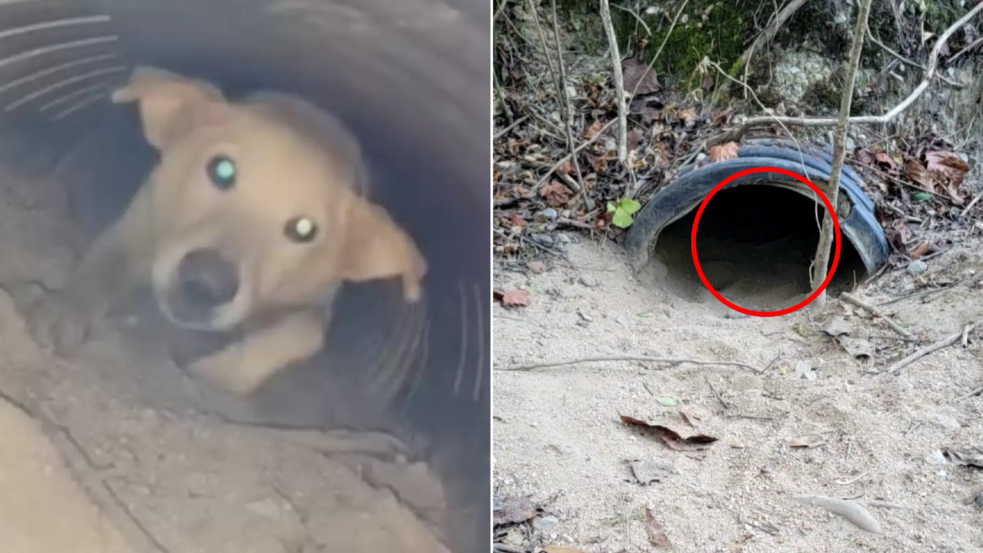 dog in large pipe