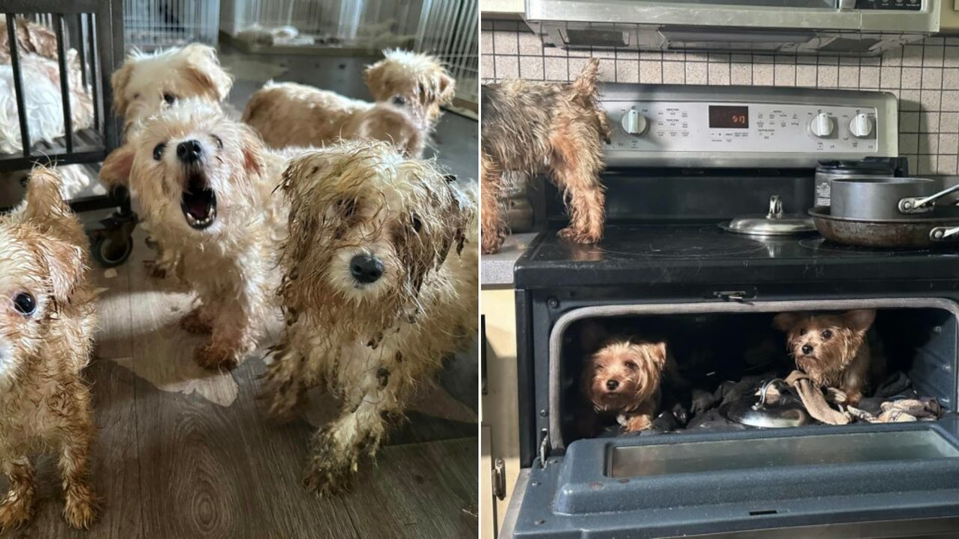 neglected dogs in apartment
