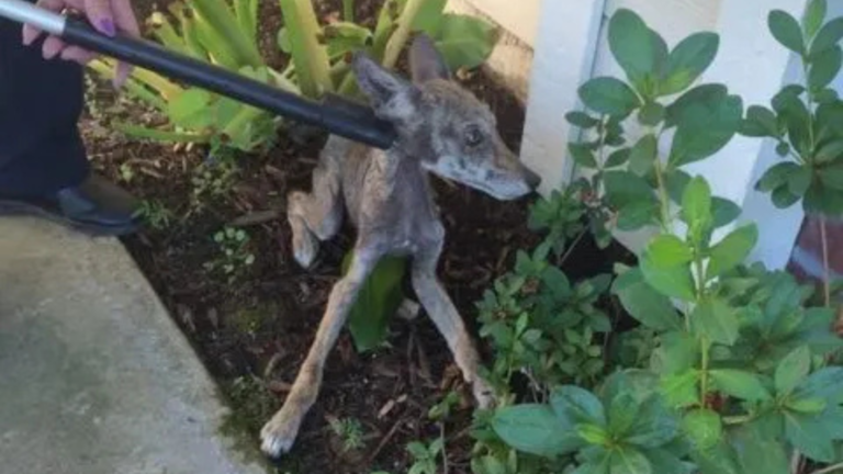 unusual animal