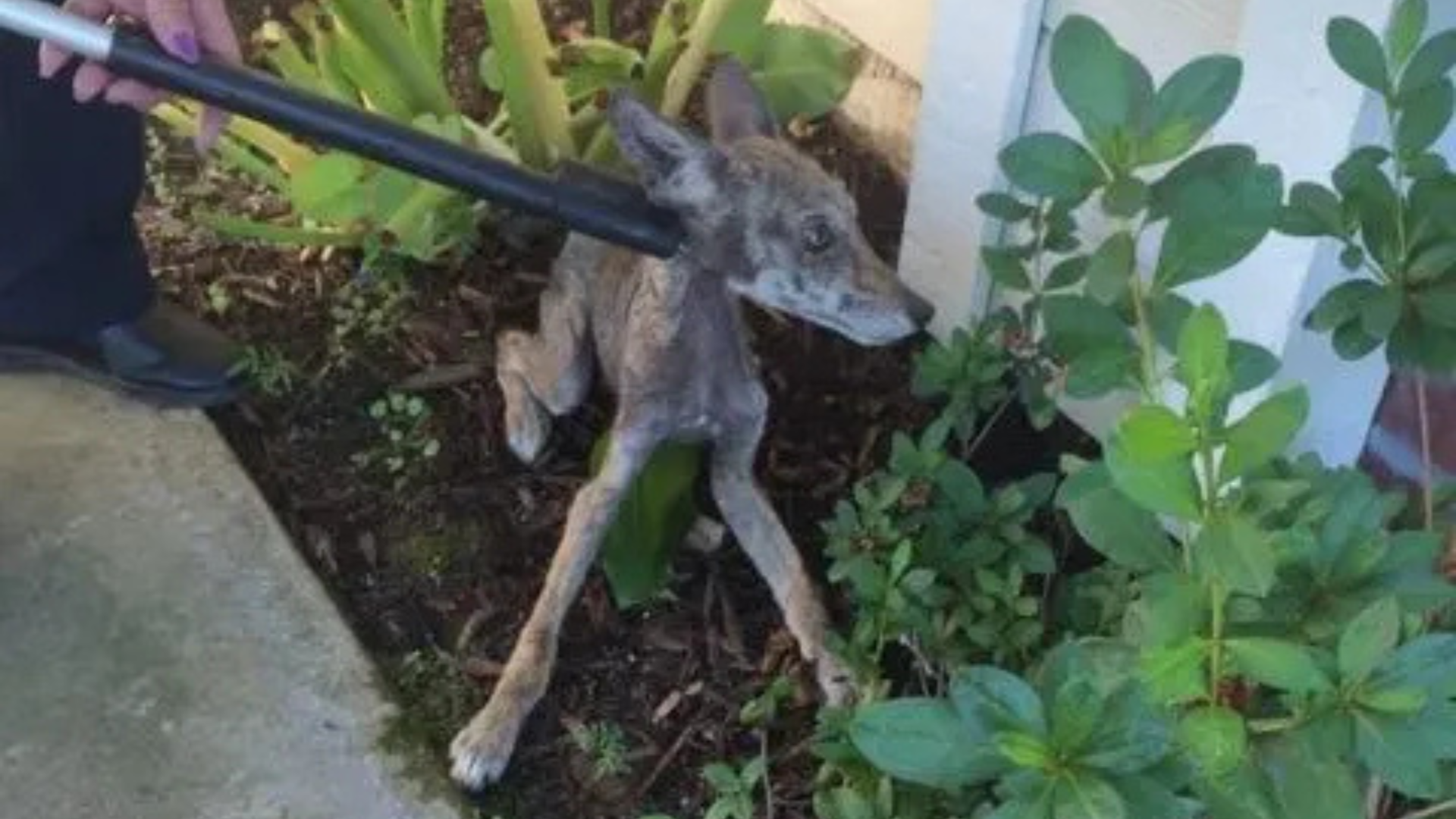 unusual animal