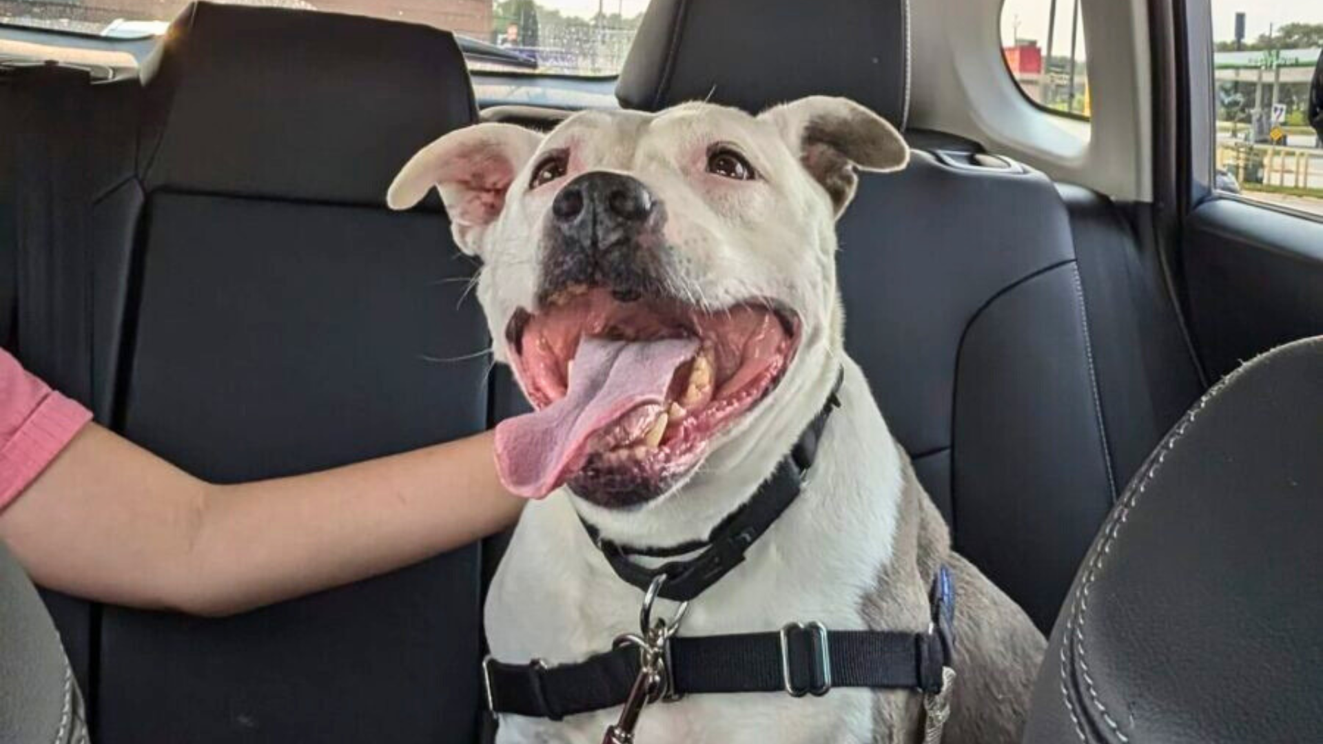 smiling dog in car