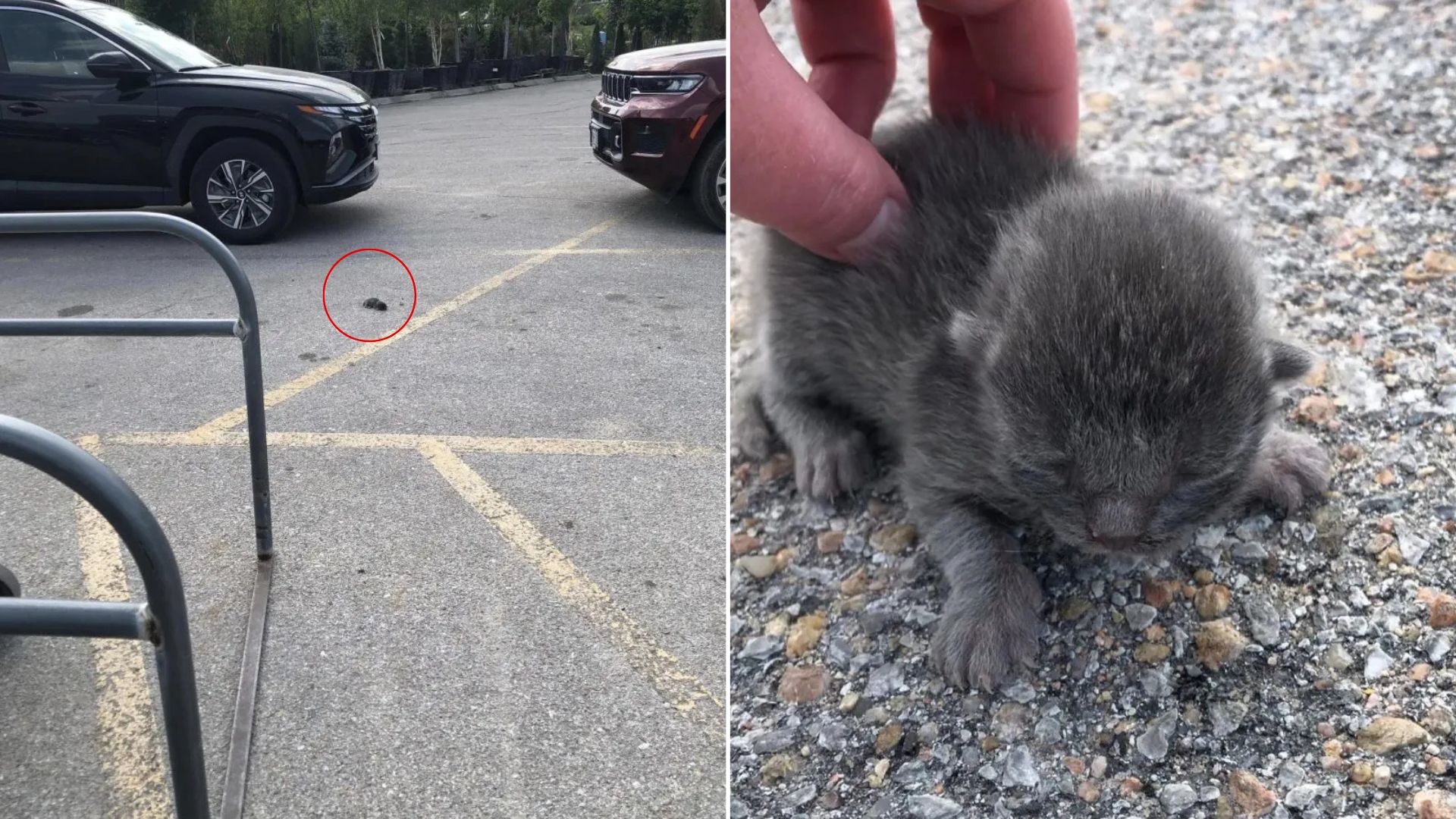 tiny gray kitten