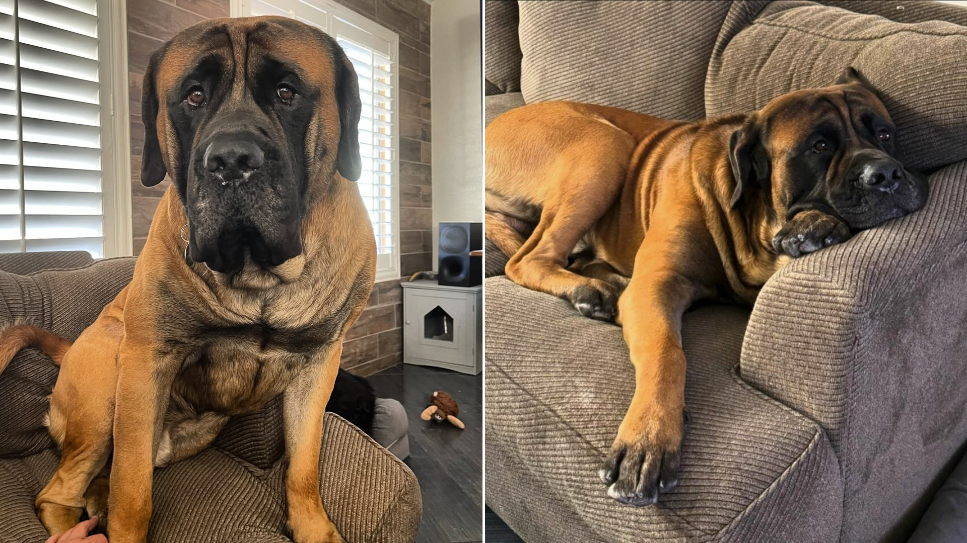 large sad dog