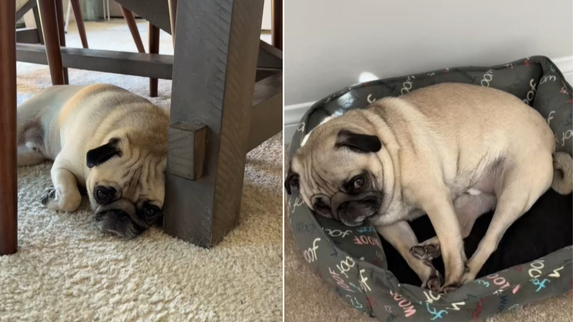 sleepy dog