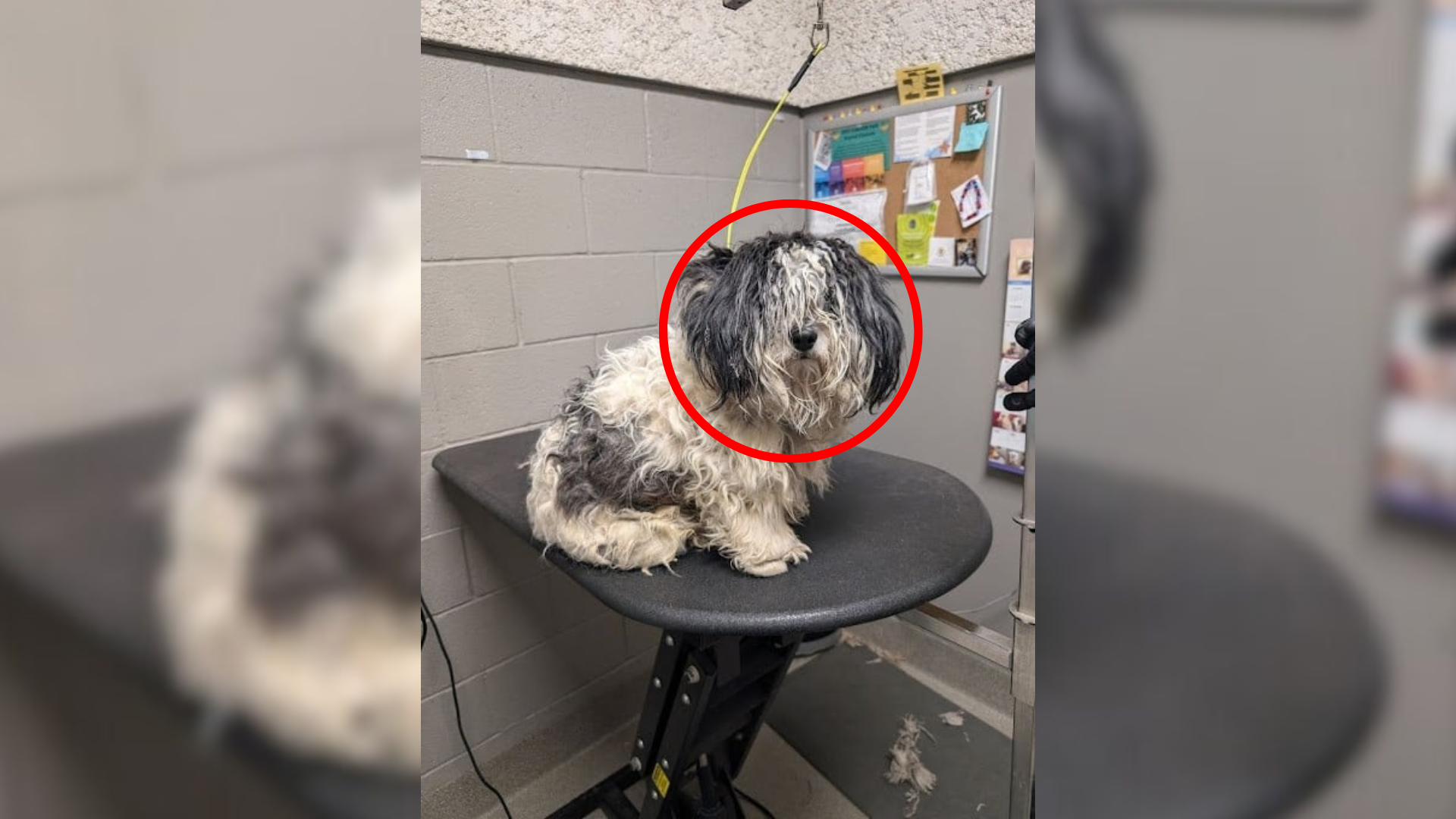 matted dog