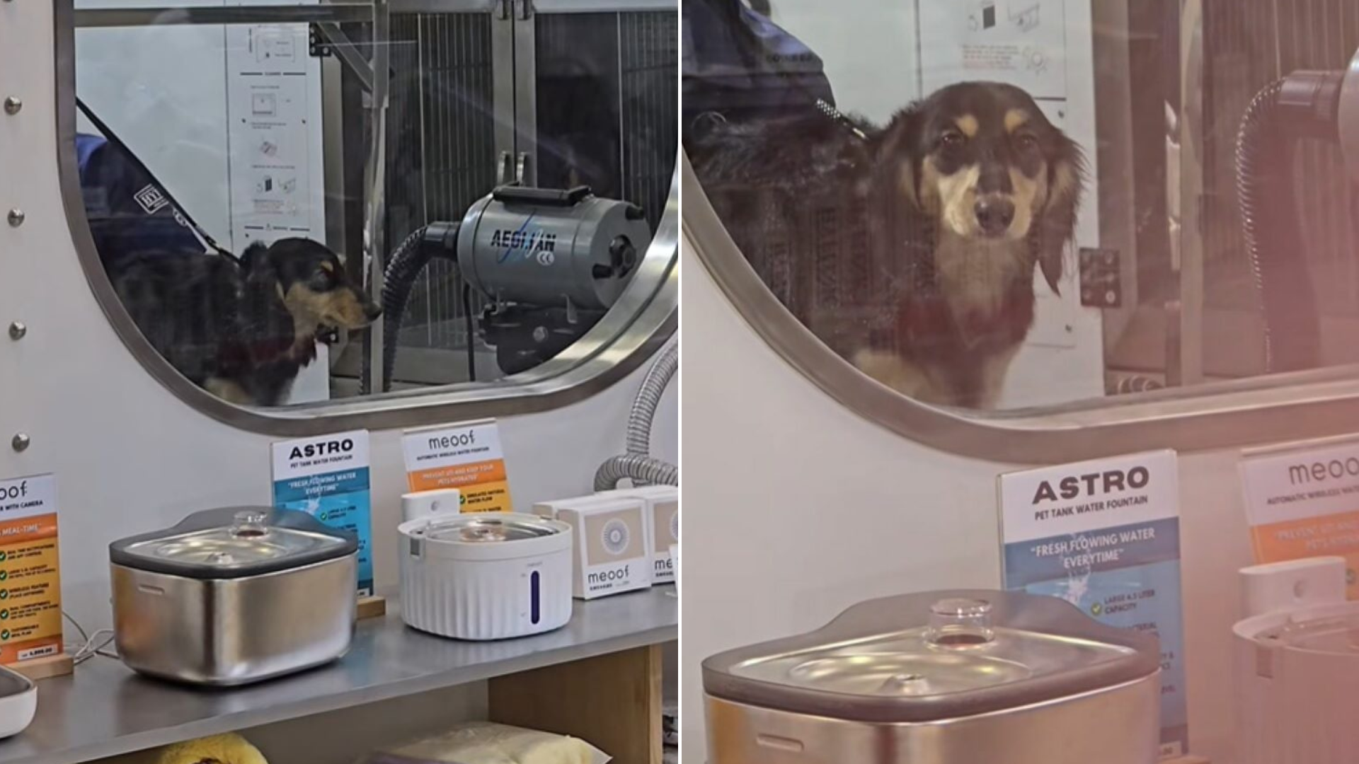 dog at the groomer
