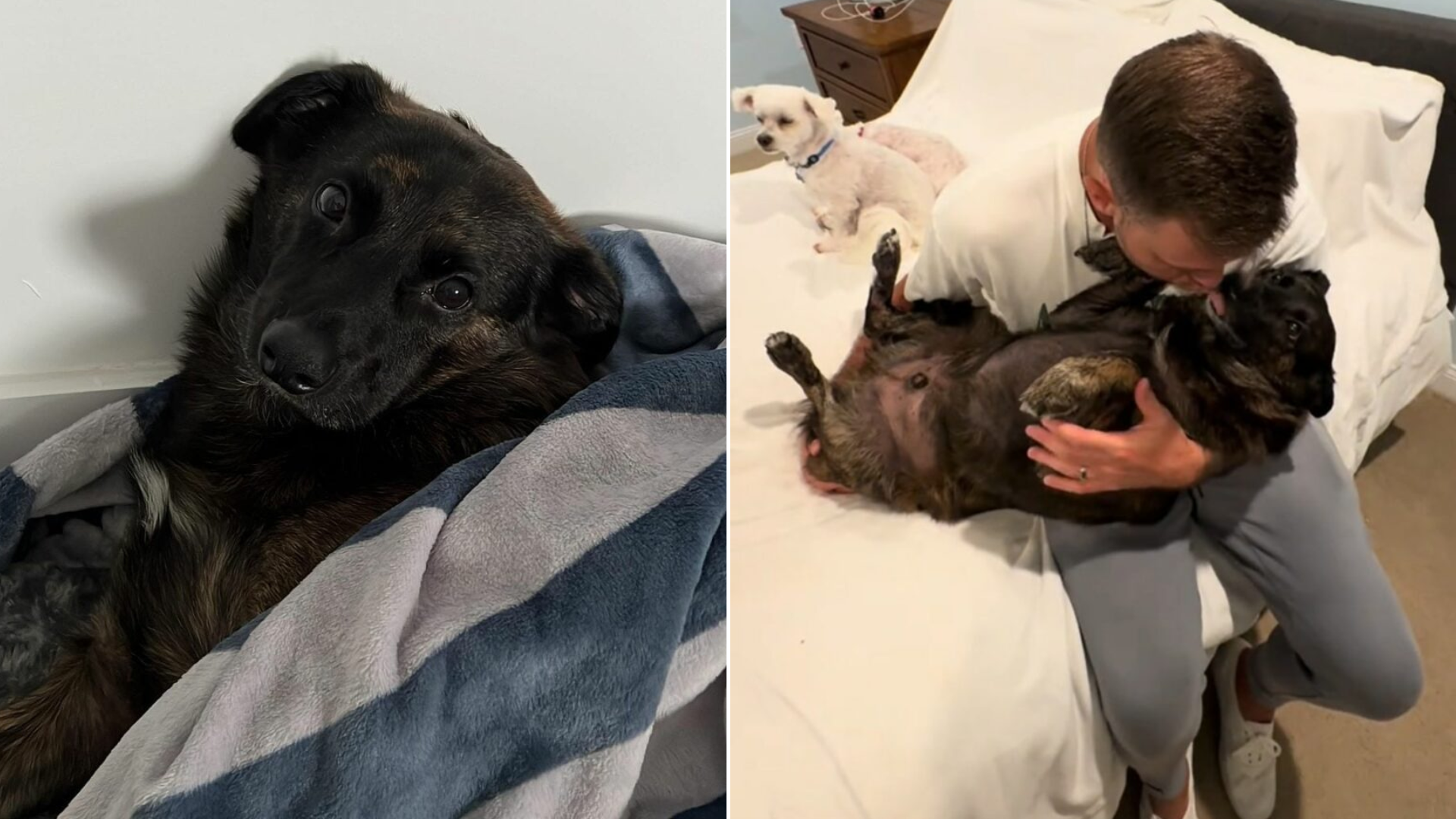 man hugging dog