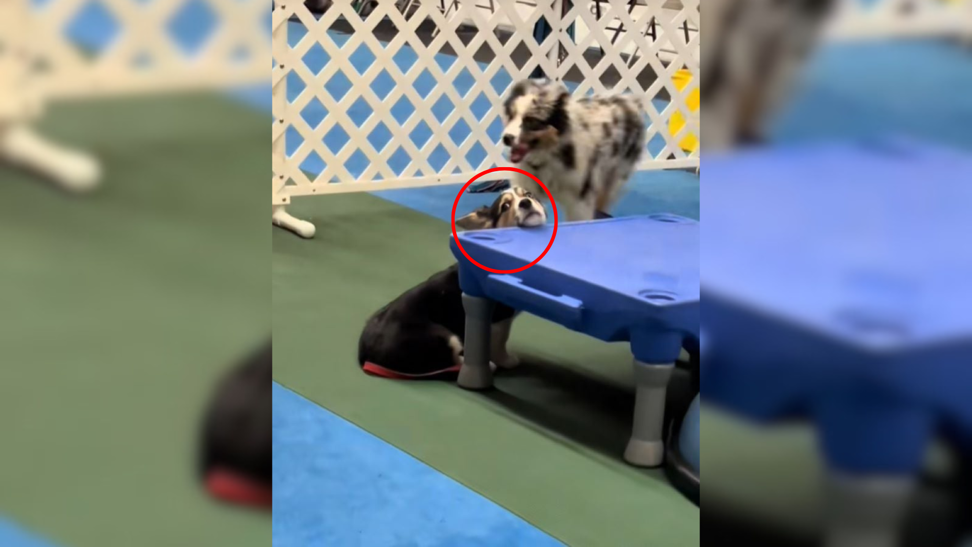 puppy at daycare