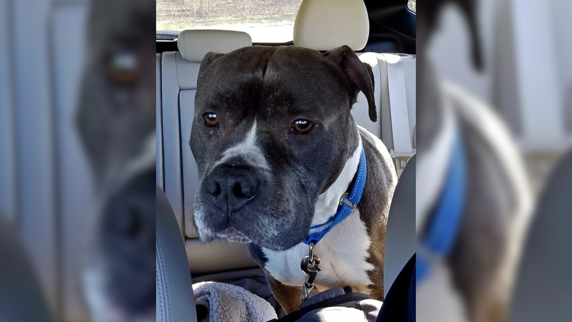 dog in car