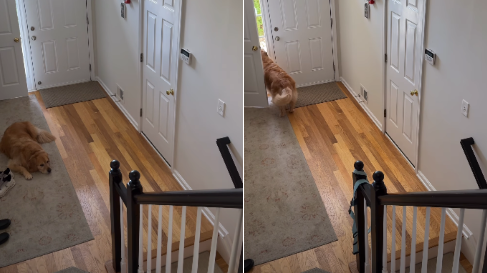 dog waiting by the door