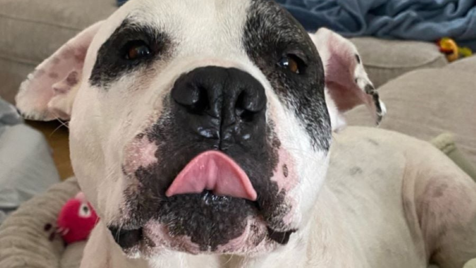 white dog with black markings