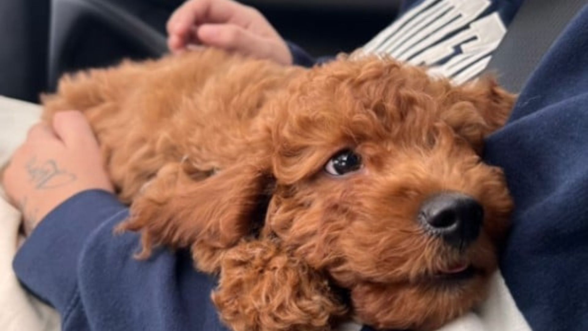 sweet dog in car