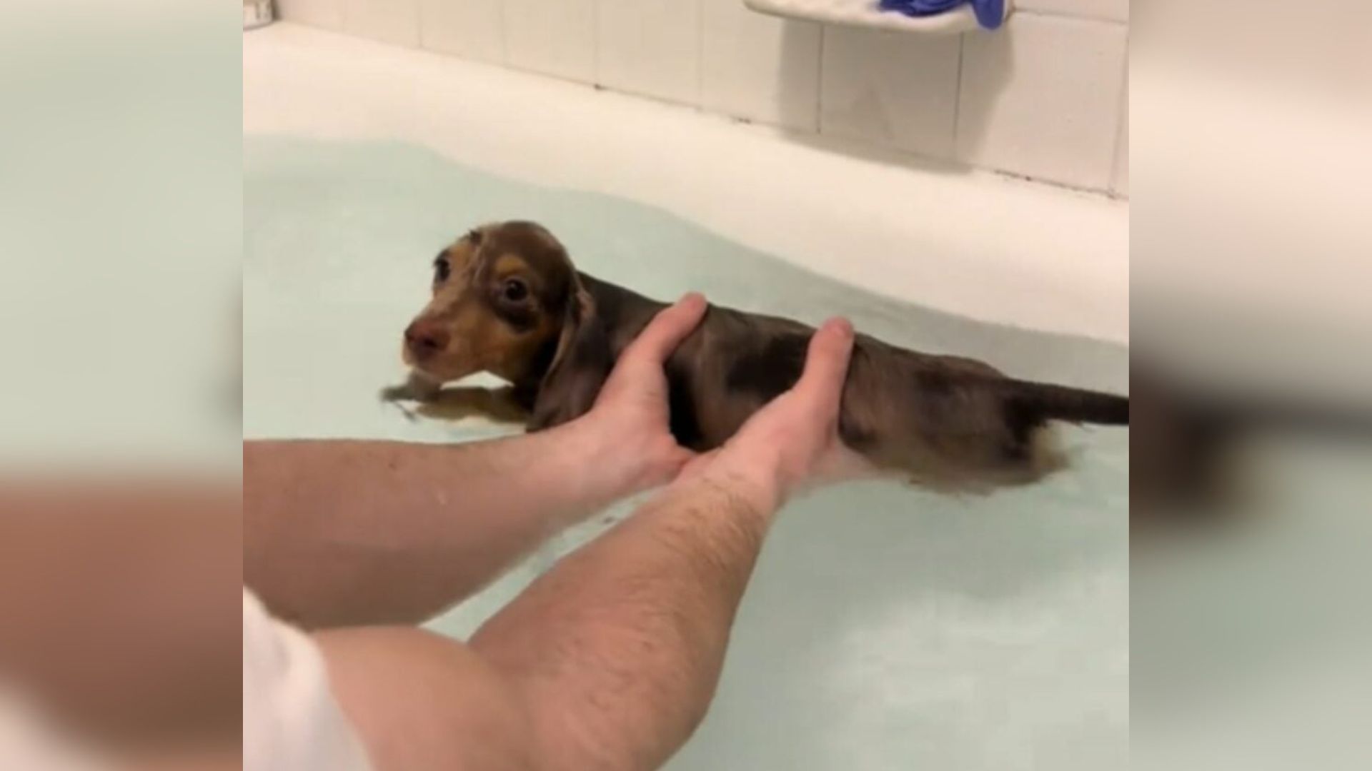 dog in bathtub