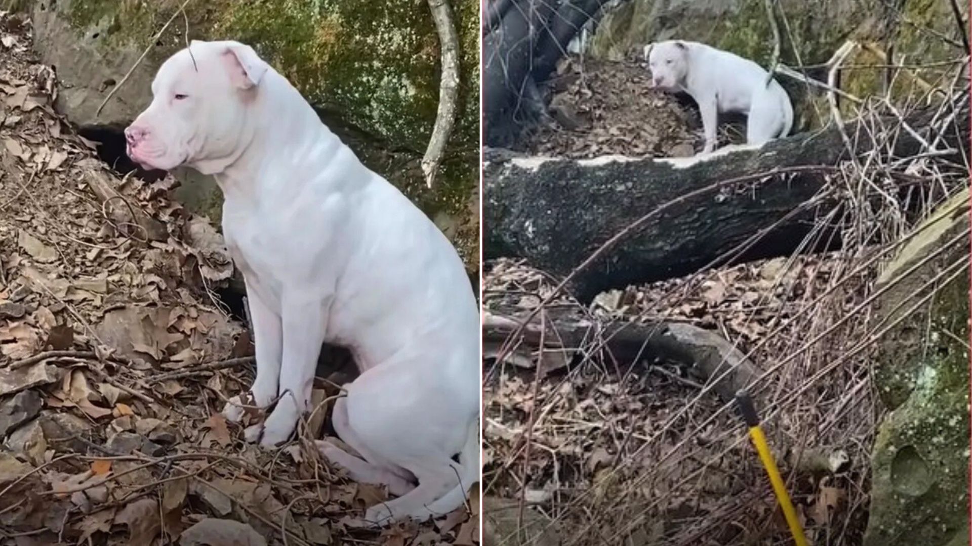 scared white dog in forest