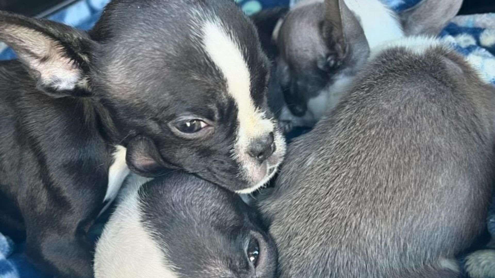 cute puppies