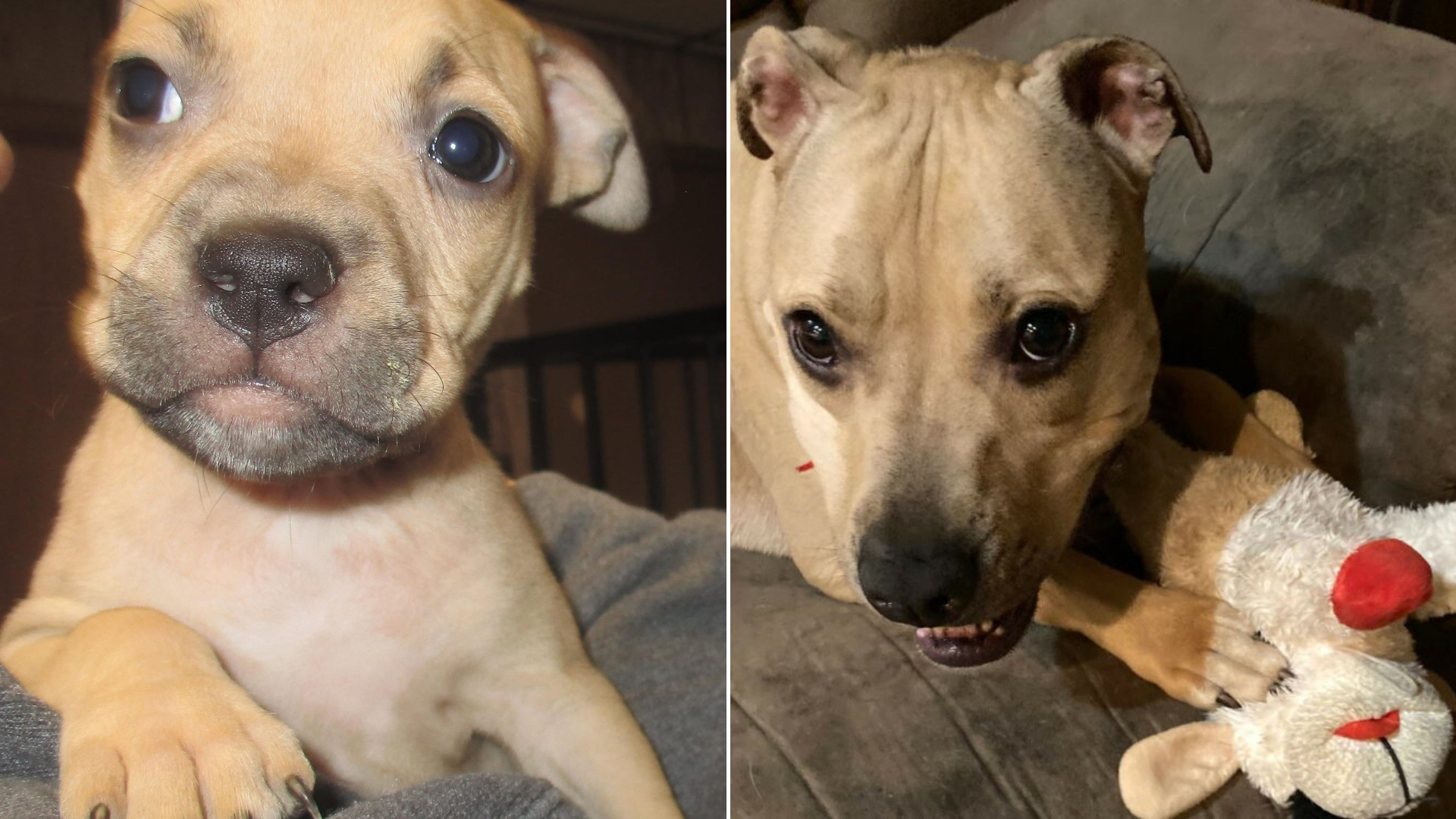 puppy before after