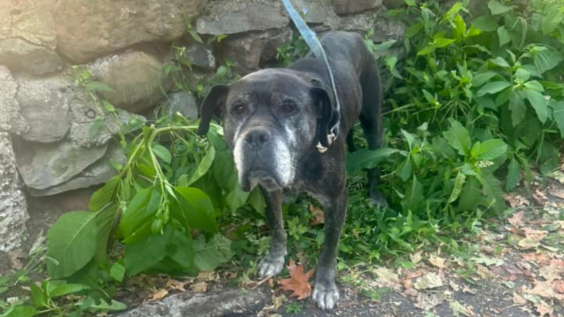 abandoned senior dog