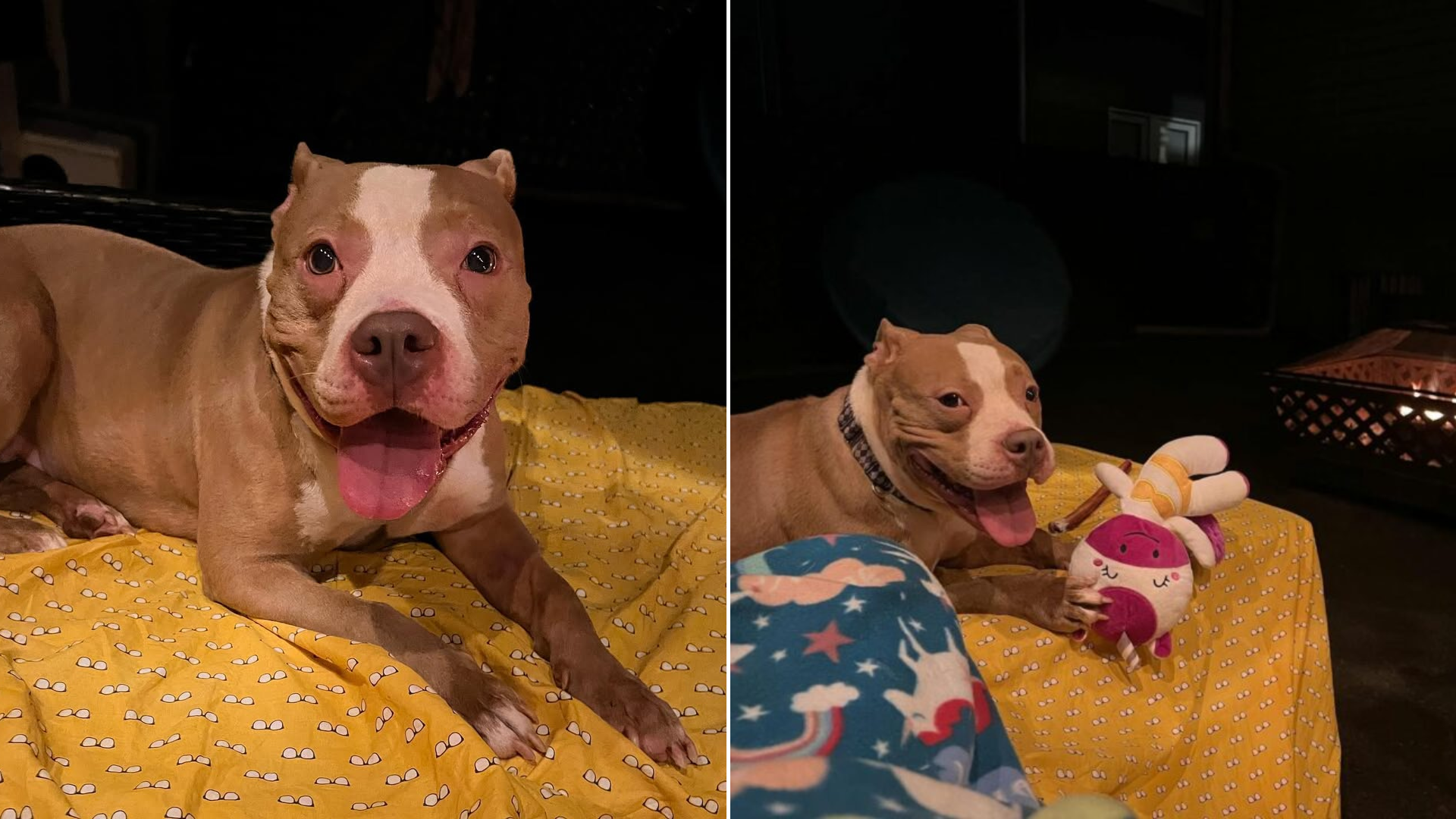 cute pit bull