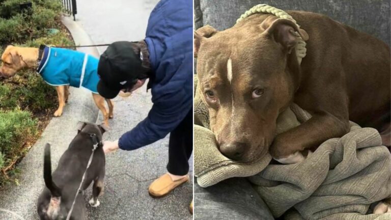 lost dog on road