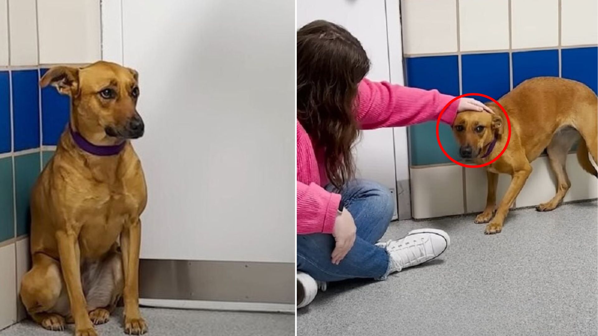 woman petting a dog