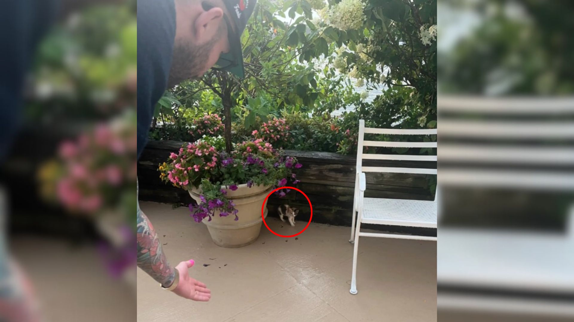 tiny animal