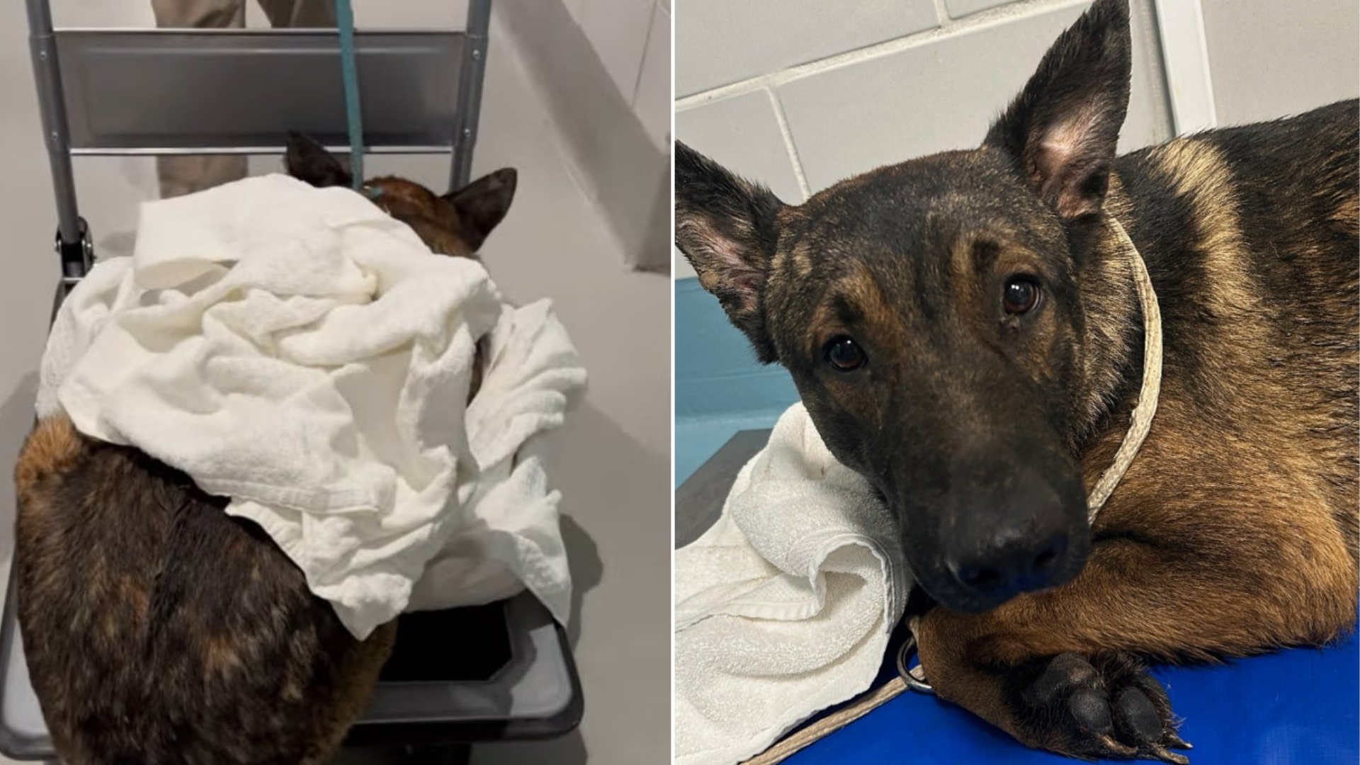 sad dog in shelter
