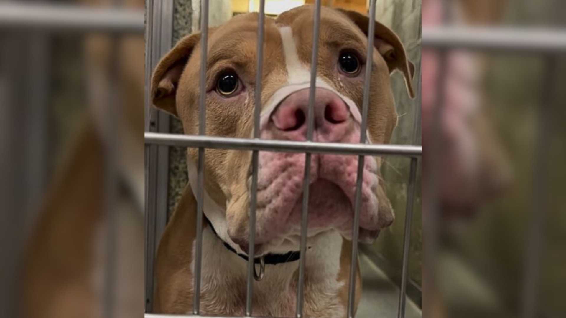 sad dog in cage