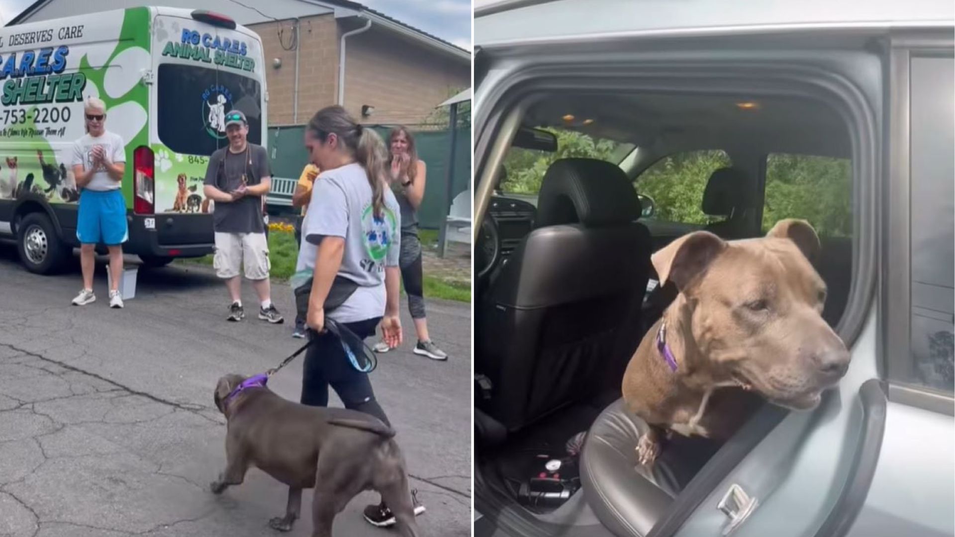 dog in car