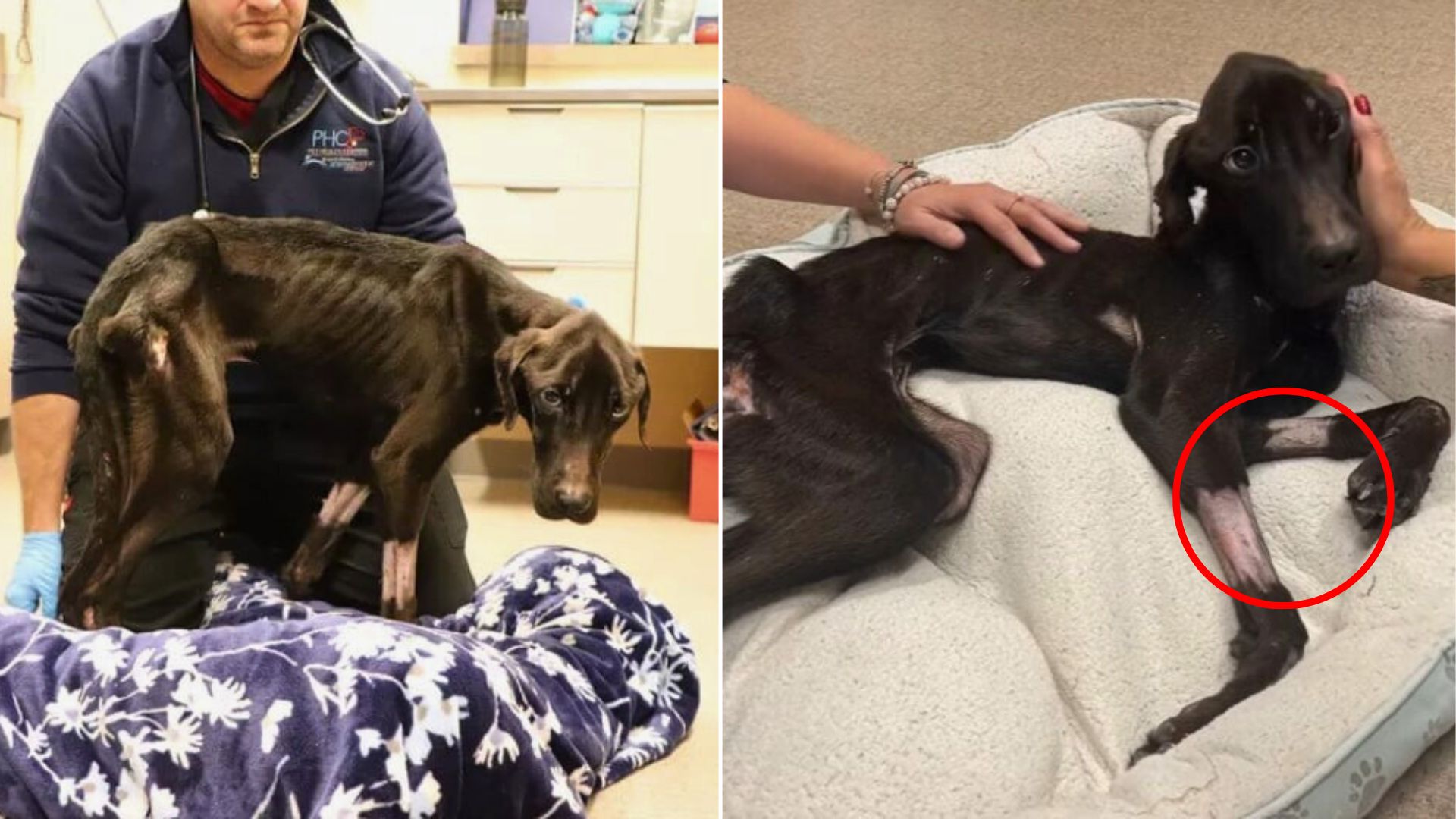 dog at vets
