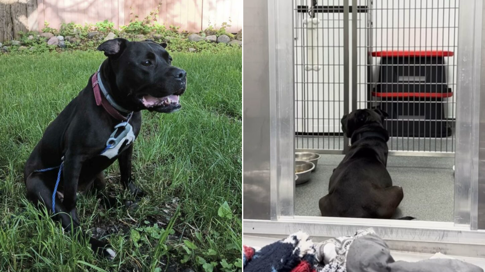 depressed dog in shelter