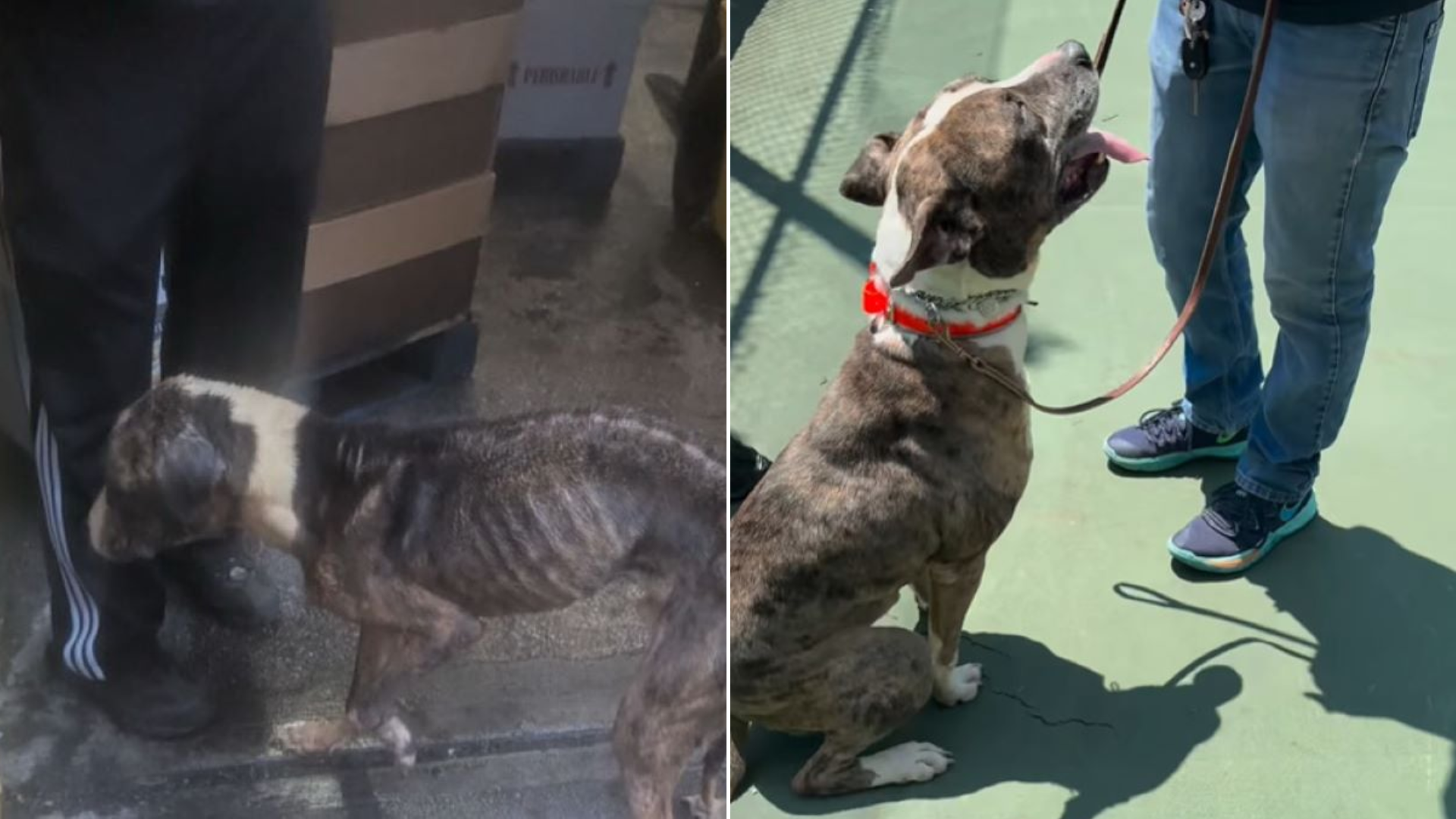 emaciated dog