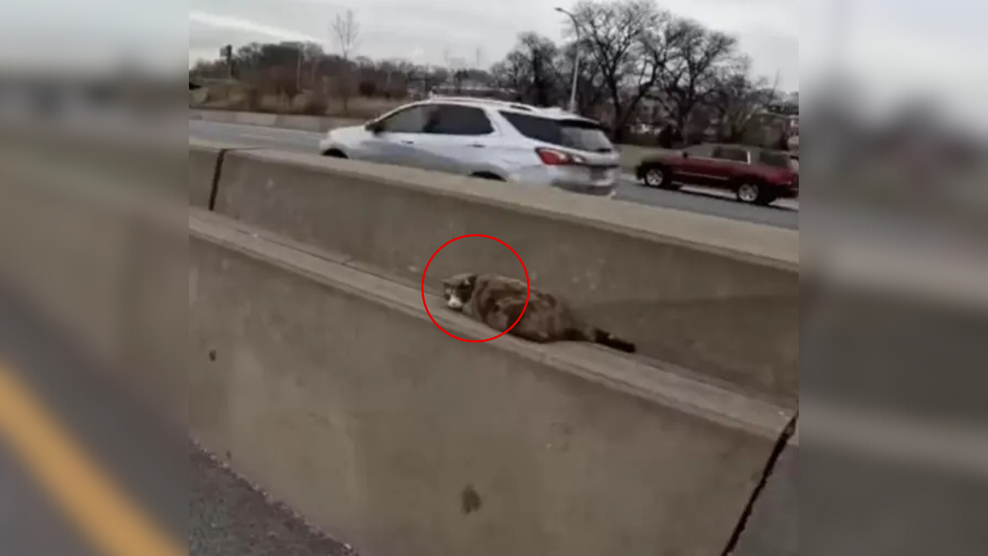 cat stuck on highway