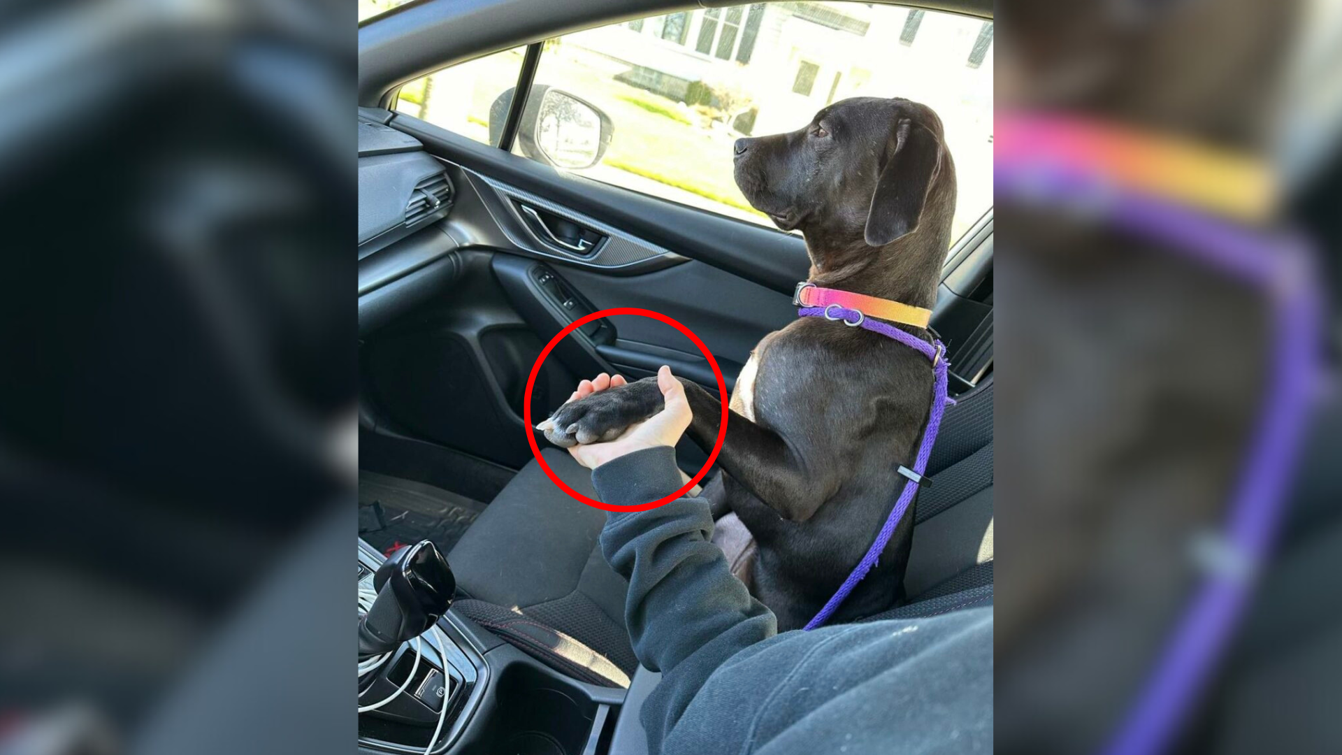 person holding dog's paw