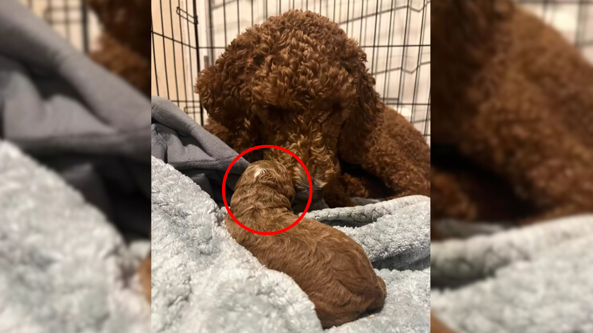 poodle mother dog and puppy