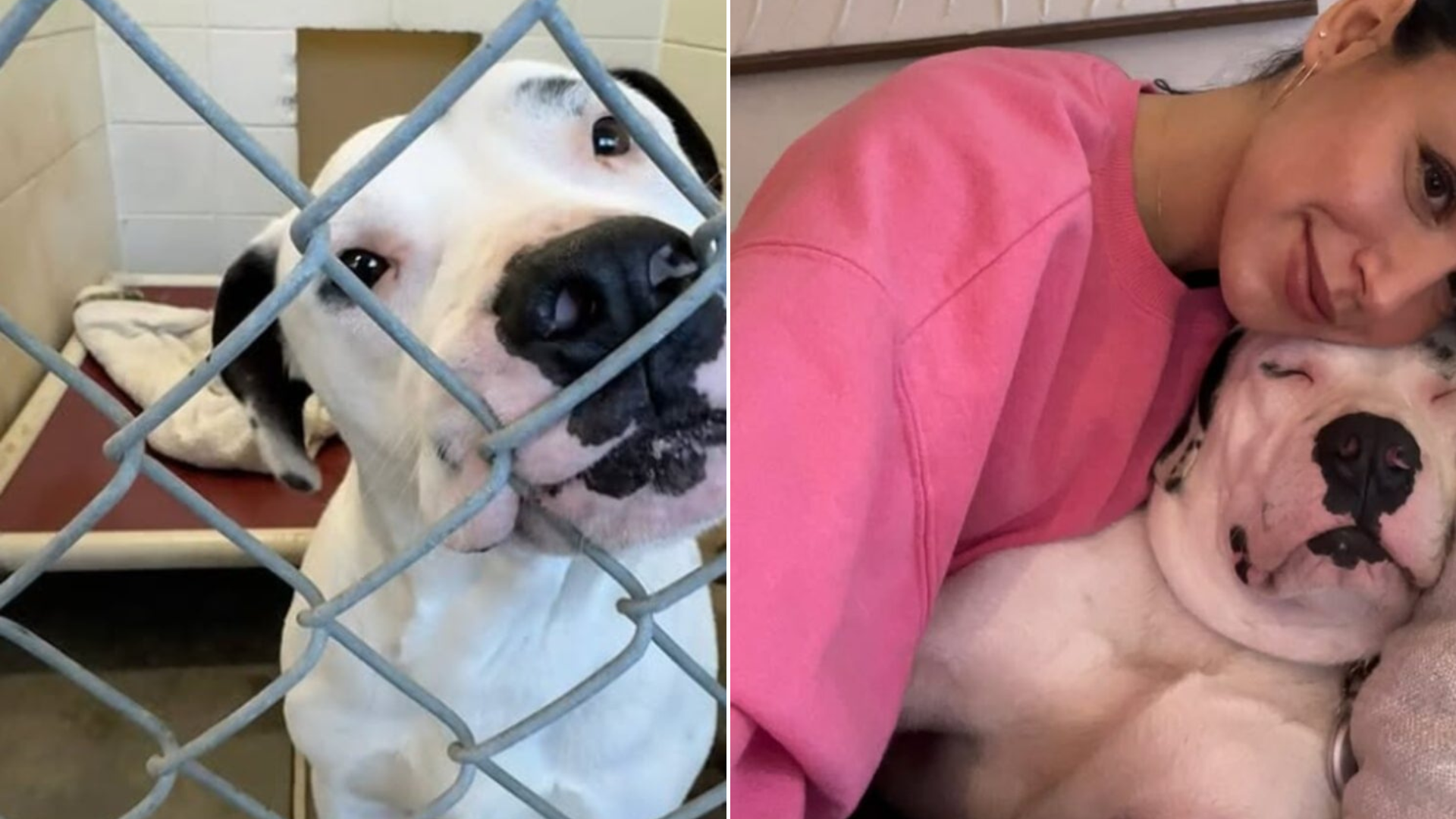 woman holding shelter dog