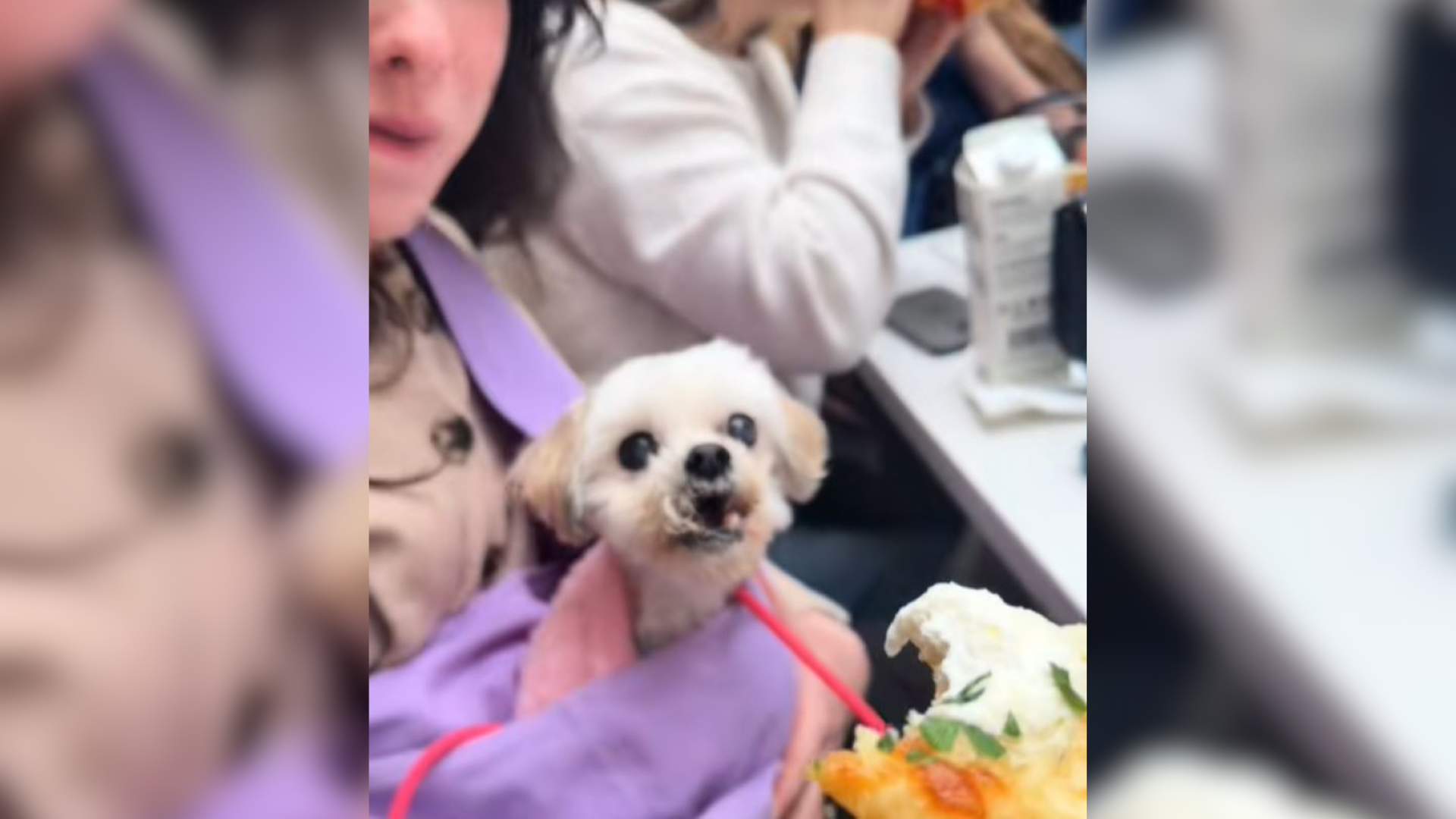 woman holding cute dog