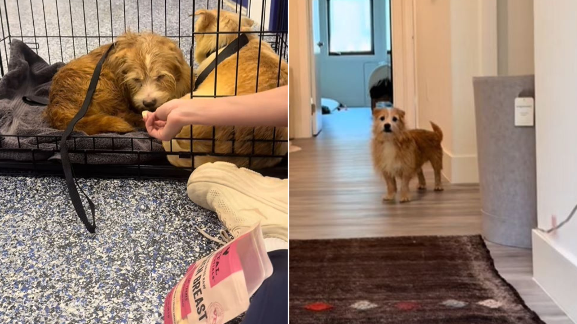 small dog in cage