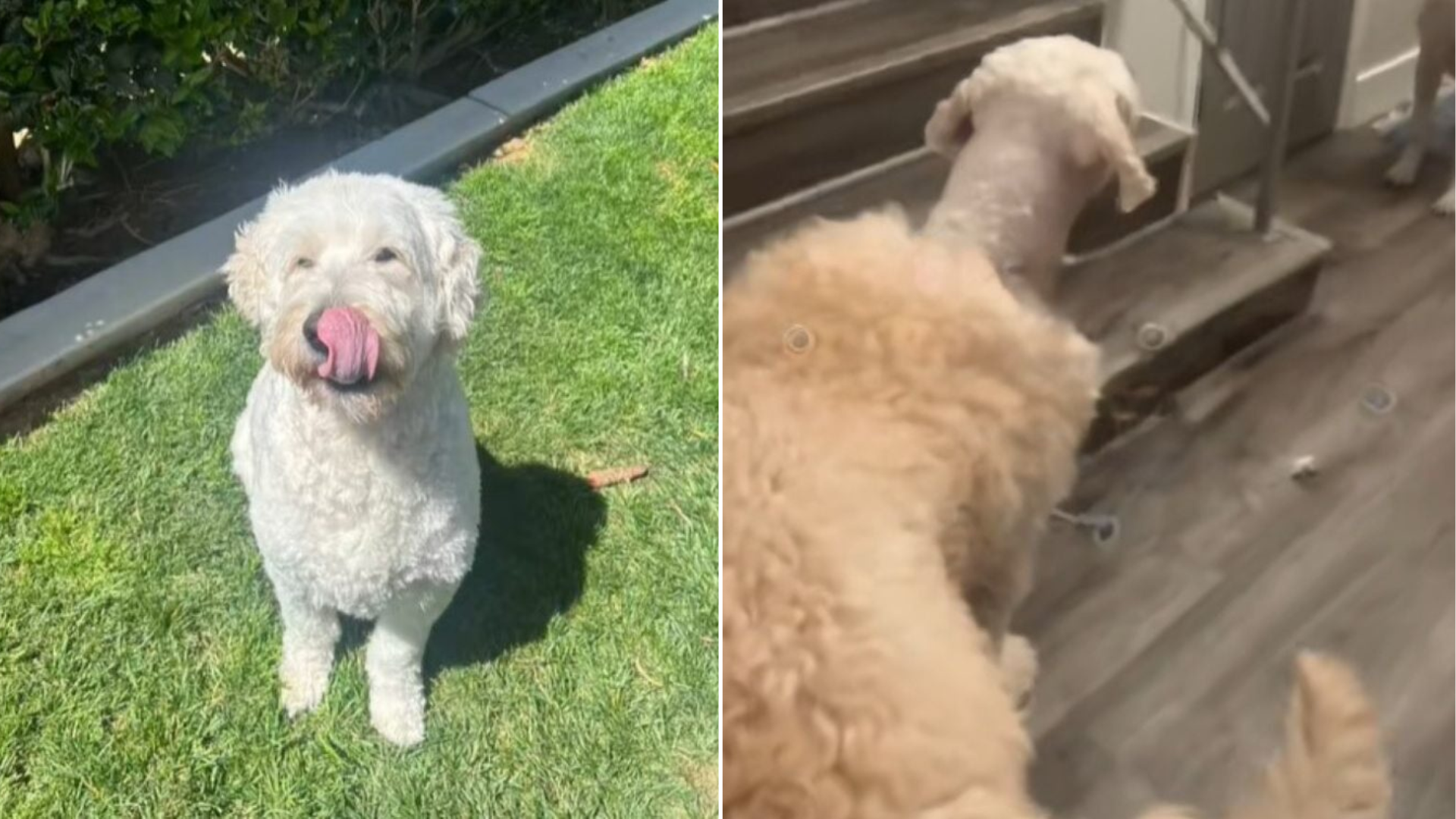 dog grooming fail