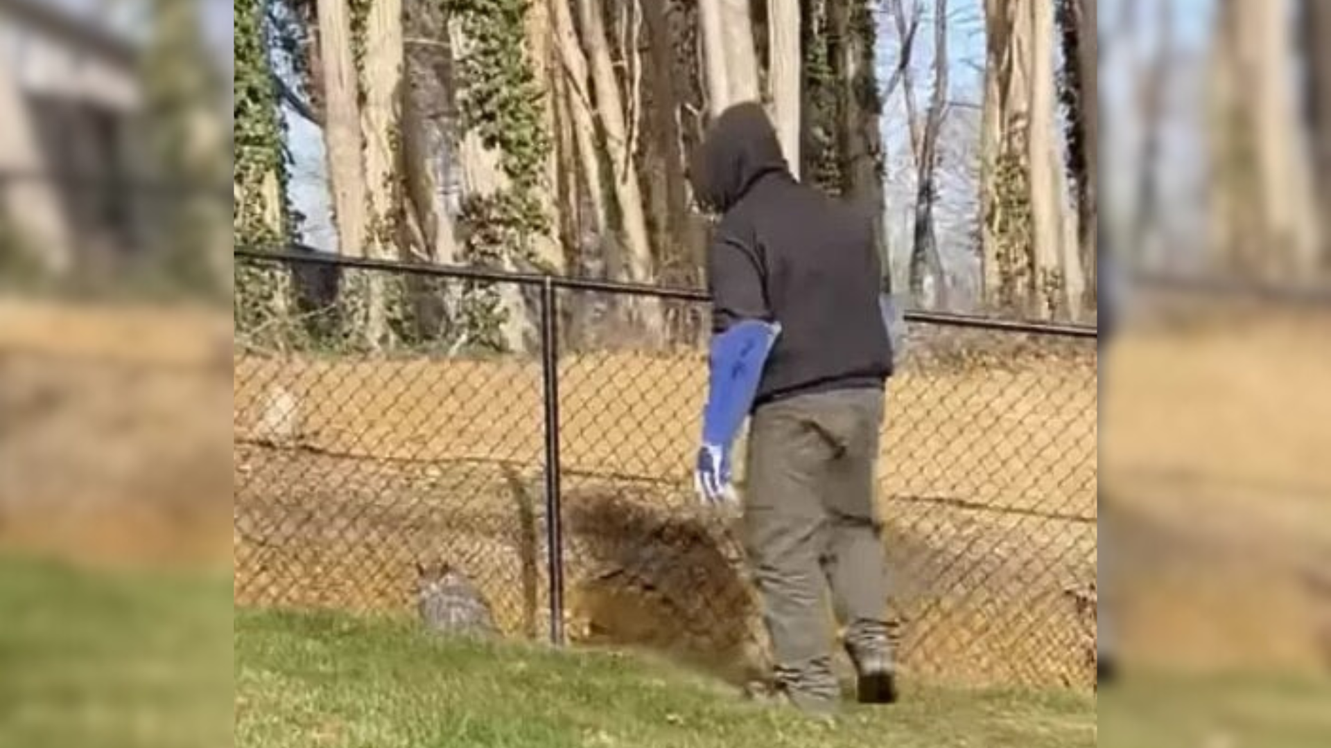 man and owl on ground