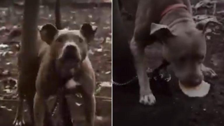 dog tied to tree in woods