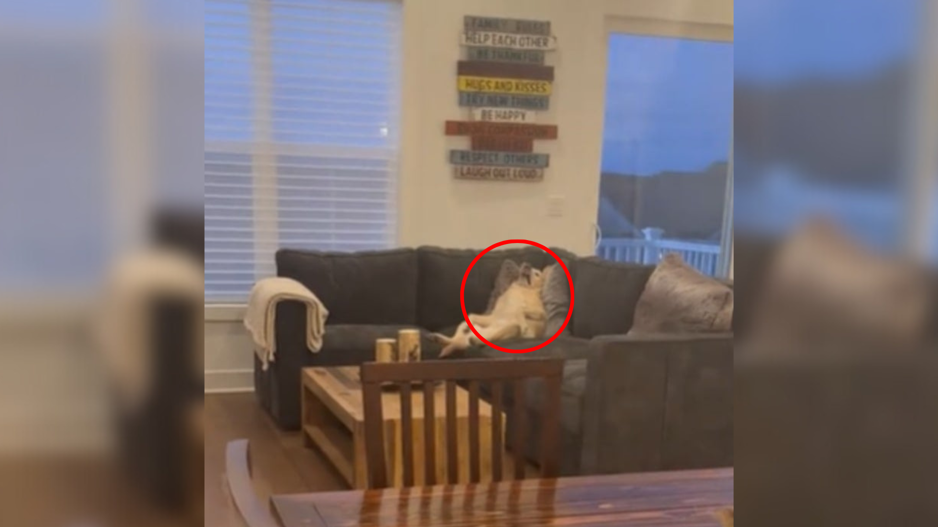 dog lounging on couch