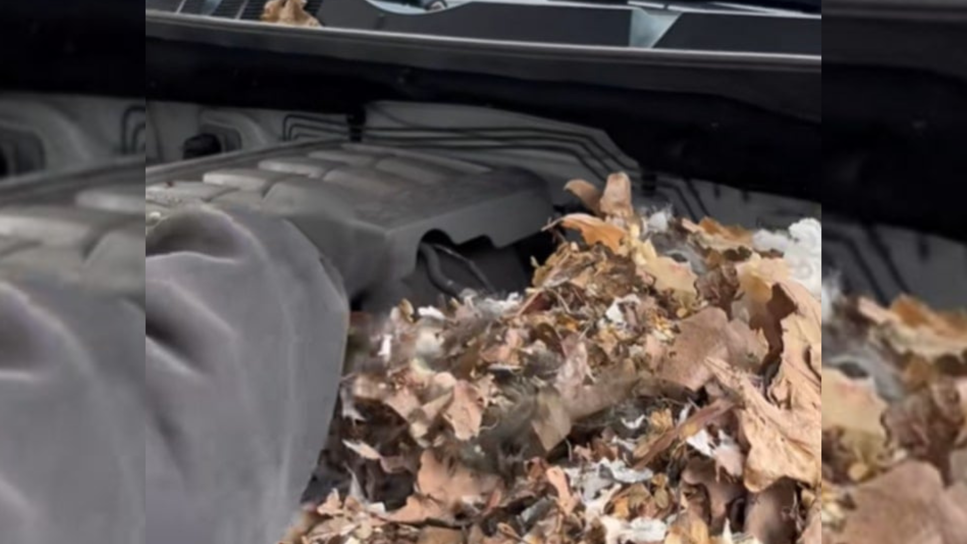animal nest in car