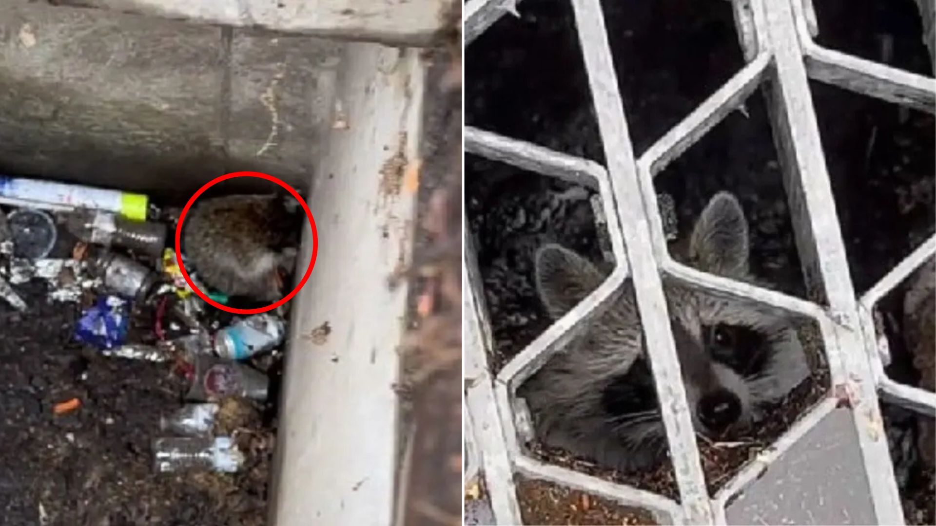 trapped raccoon