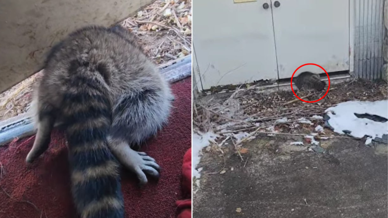 animal stuck under door