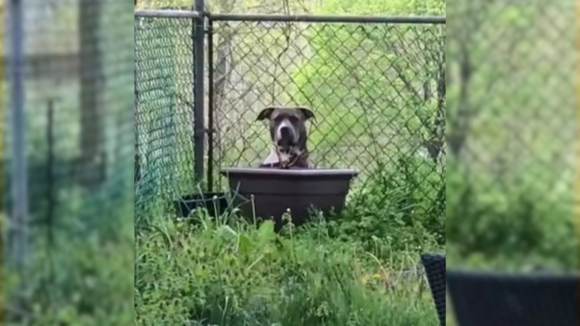 dog hiding behind planter