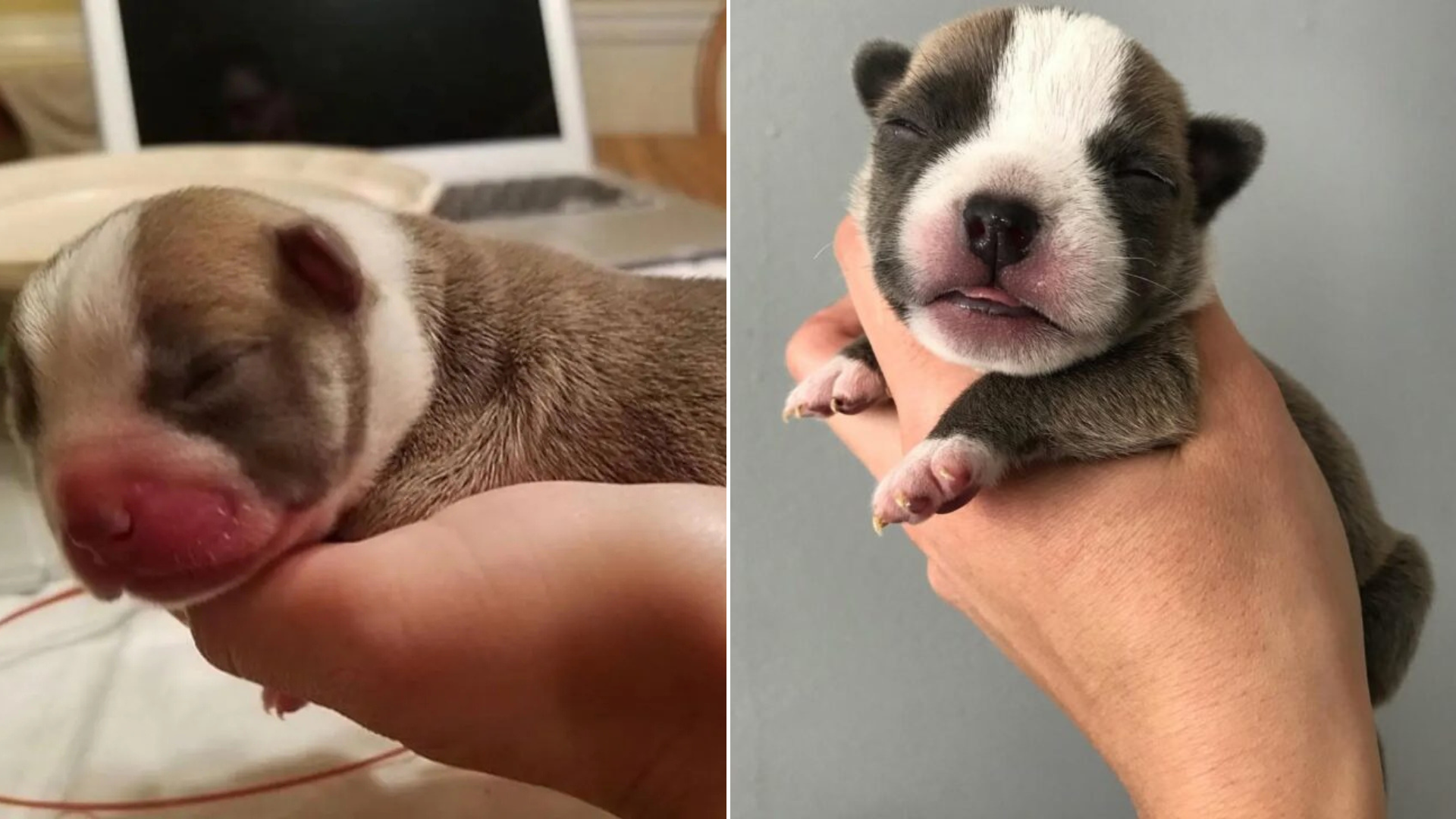 very small puppy