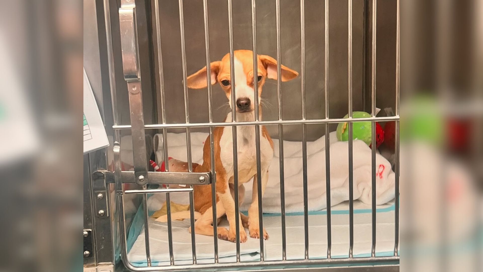 sweet dog in cage