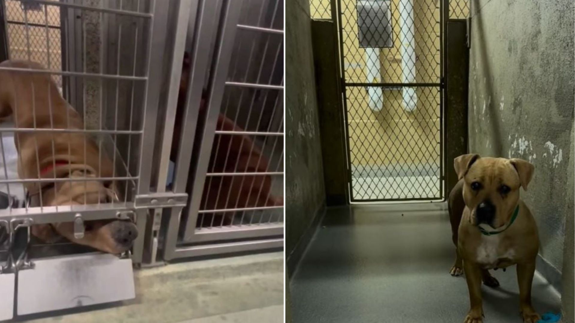 dog and puppy in shelter