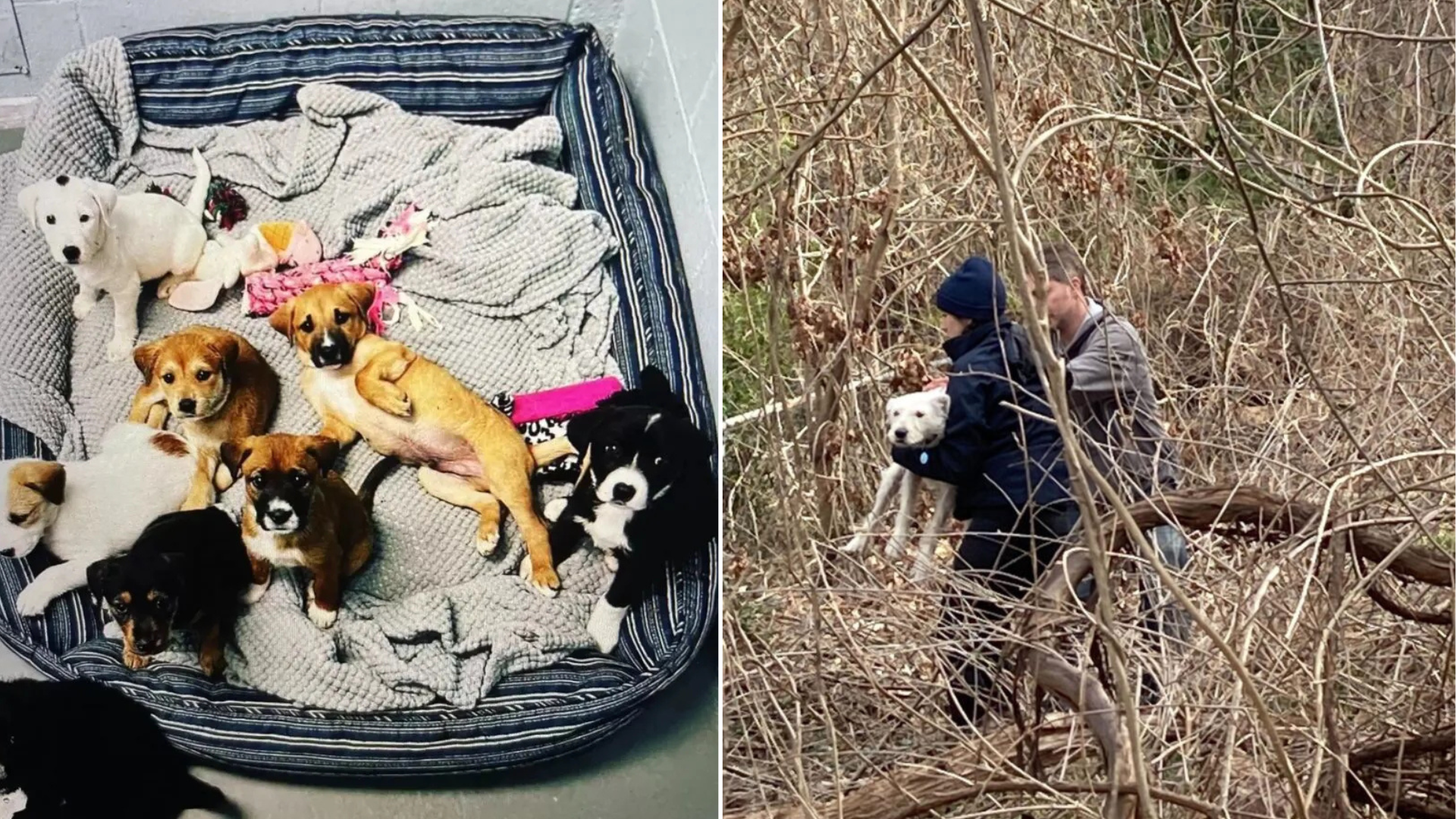 puppies in basket