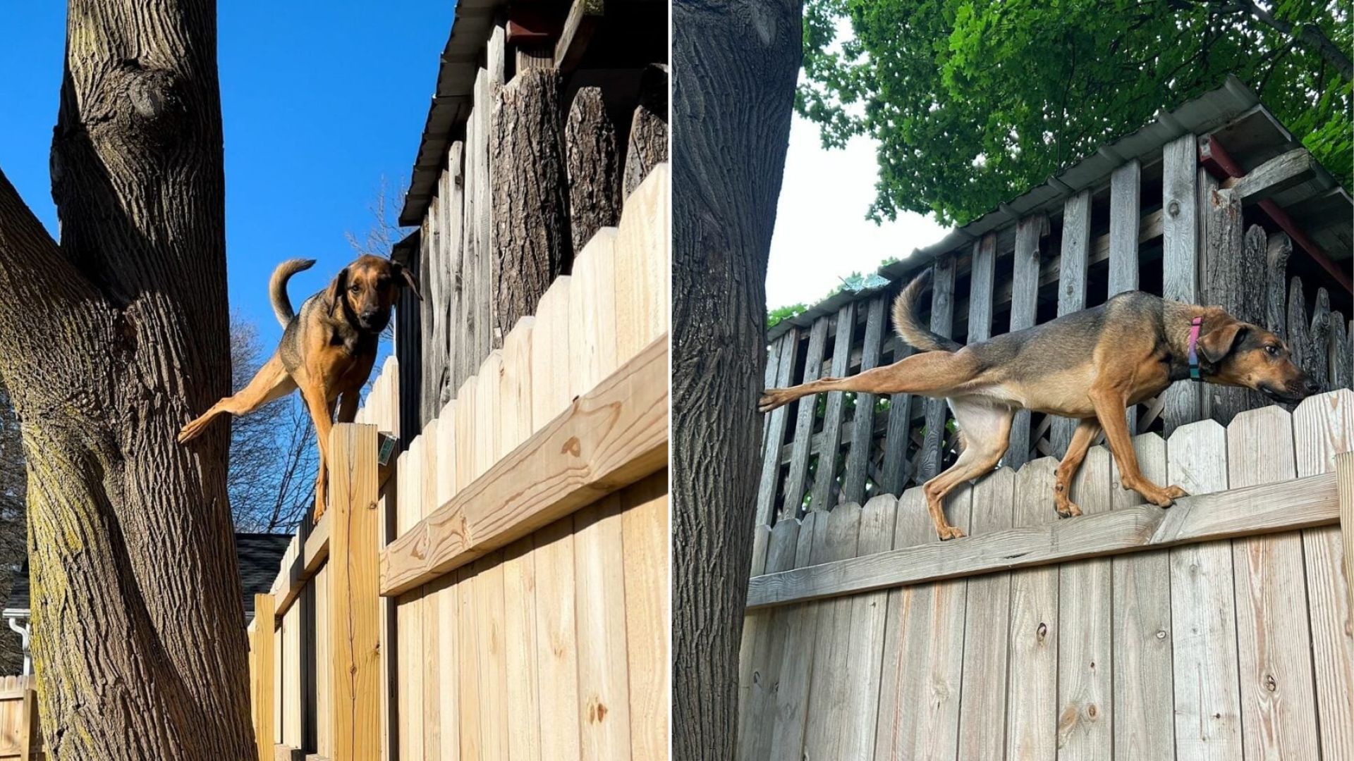 funny dog